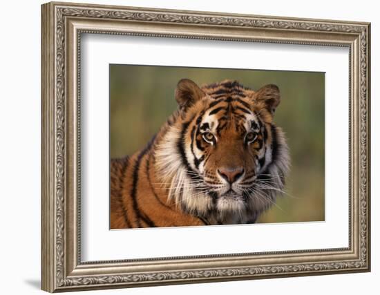 Bengal Tiger-DLILLC-Framed Photographic Print