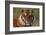 Bengal Tiger-DLILLC-Framed Photographic Print