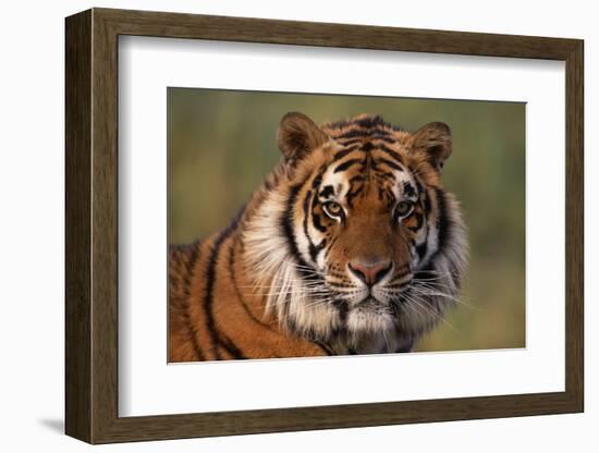 Bengal Tiger-DLILLC-Framed Photographic Print