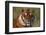 Bengal Tiger-DLILLC-Framed Photographic Print