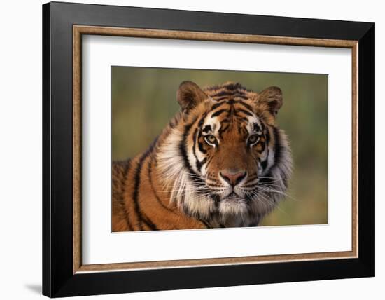 Bengal Tiger-DLILLC-Framed Photographic Print