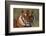 Bengal Tiger-DLILLC-Framed Photographic Print