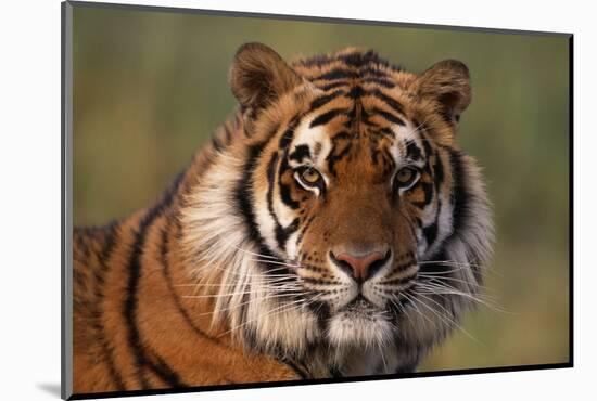 Bengal Tiger-DLILLC-Mounted Photographic Print