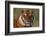 Bengal Tiger-DLILLC-Framed Photographic Print