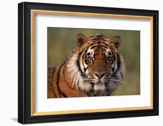 Bengal Tiger-DLILLC-Framed Photographic Print