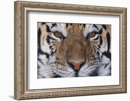 Bengal Tiger-DLILLC-Framed Photographic Print