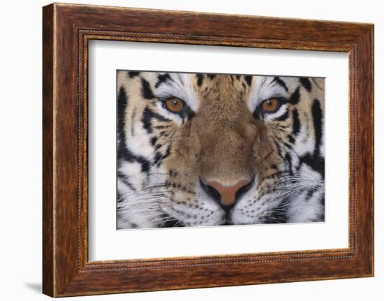 Bengal Tiger-DLILLC-Framed Photographic Print