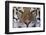 Bengal Tiger-DLILLC-Framed Photographic Print