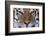 Bengal Tiger-DLILLC-Framed Photographic Print