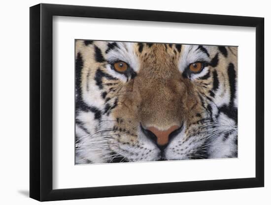 Bengal Tiger-DLILLC-Framed Photographic Print