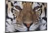 Bengal Tiger-DLILLC-Mounted Photographic Print