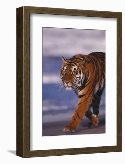 Bengal Tiger-DLILLC-Framed Photographic Print