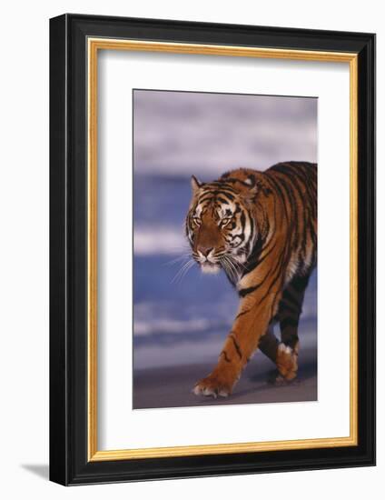 Bengal Tiger-DLILLC-Framed Photographic Print