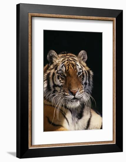 Bengal Tiger-DLILLC-Framed Photographic Print