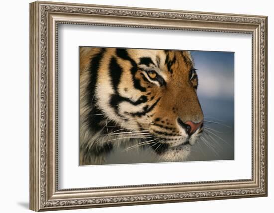 Bengal Tiger-DLILLC-Framed Photographic Print