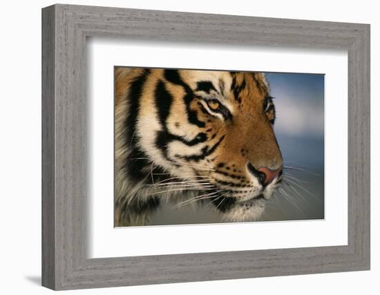 Bengal Tiger-DLILLC-Framed Photographic Print