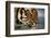 Bengal Tiger-DLILLC-Framed Photographic Print