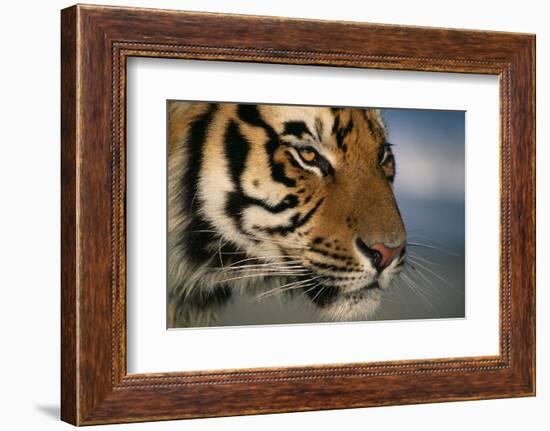 Bengal Tiger-DLILLC-Framed Photographic Print