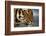 Bengal Tiger-DLILLC-Framed Photographic Print