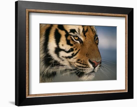 Bengal Tiger-DLILLC-Framed Photographic Print