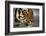 Bengal Tiger-DLILLC-Framed Photographic Print