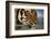 Bengal Tiger-DLILLC-Framed Photographic Print