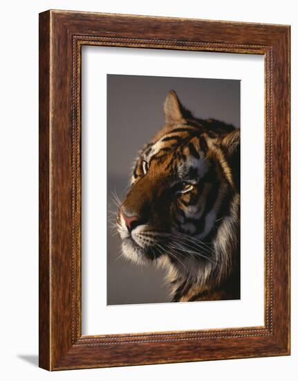 Bengal Tiger-DLILLC-Framed Photographic Print