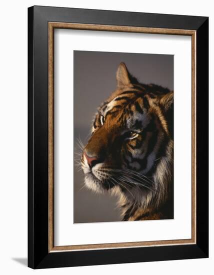 Bengal Tiger-DLILLC-Framed Photographic Print