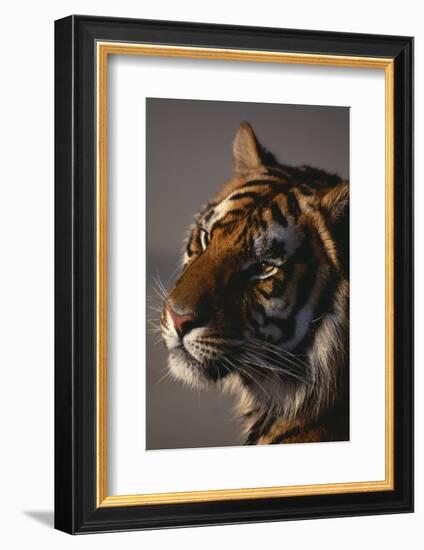 Bengal Tiger-DLILLC-Framed Photographic Print