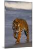 Bengal Tiger-DLILLC-Mounted Photographic Print