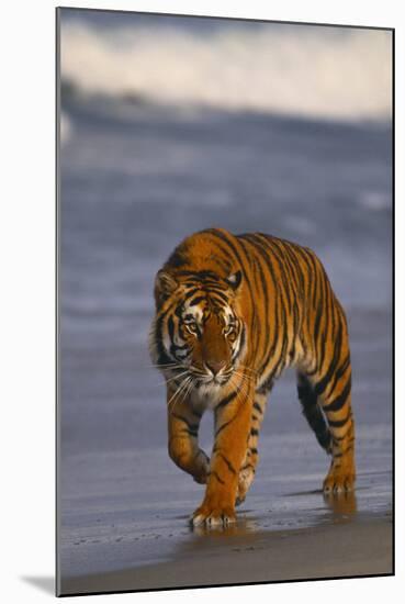 Bengal Tiger-DLILLC-Mounted Photographic Print