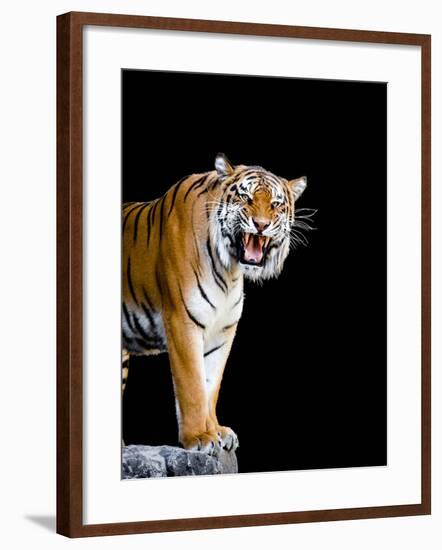 Bengal Tiger-Lipik-Framed Photographic Print