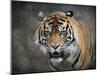 Bengal Tiger-Jai Johnson-Mounted Giclee Print