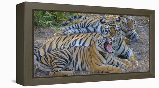 Bengal tigers, Bandhavgarh National Park, India-Art Wolfe-Framed Premier Image Canvas