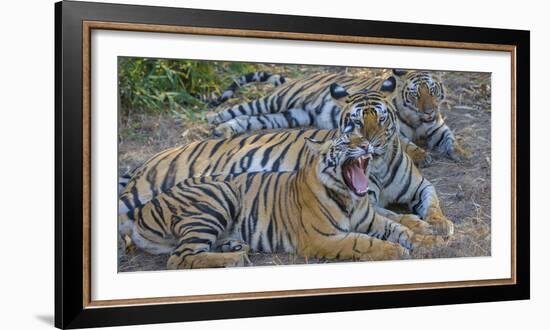 Bengal tigers, Bandhavgarh National Park, India-Art Wolfe-Framed Photographic Print