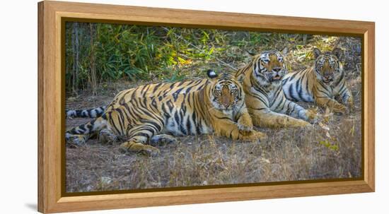 Bengal tigers, Bandhavgarh National Park, India-Art Wolfe-Framed Premier Image Canvas