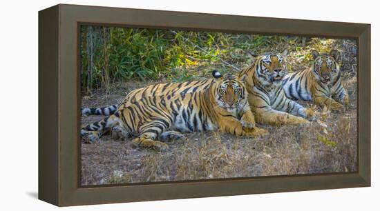 Bengal tigers, Bandhavgarh National Park, India-Art Wolfe-Framed Premier Image Canvas