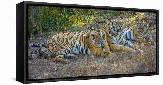 Bengal tigers, Bandhavgarh National Park, India-Art Wolfe-Framed Premier Image Canvas