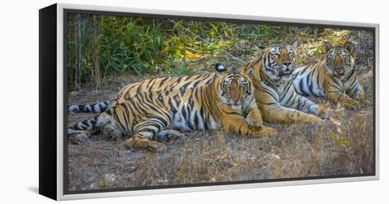 Bengal tigers, Bandhavgarh National Park, India-Art Wolfe-Framed Premier Image Canvas