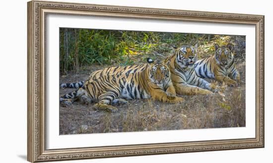 Bengal tigers, Bandhavgarh National Park, India-Art Wolfe-Framed Photographic Print