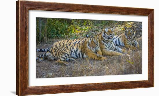 Bengal tigers, Bandhavgarh National Park, India-Art Wolfe-Framed Photographic Print