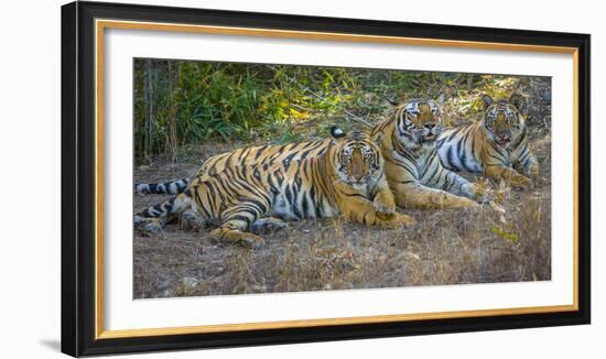 Bengal tigers, Bandhavgarh National Park, India-Art Wolfe-Framed Photographic Print