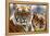 Bengal Tigers in a Zoo Enclosure-null-Framed Stretched Canvas