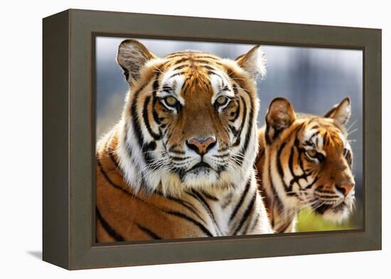 Bengal Tigers in a Zoo Enclosure-null-Framed Stretched Canvas