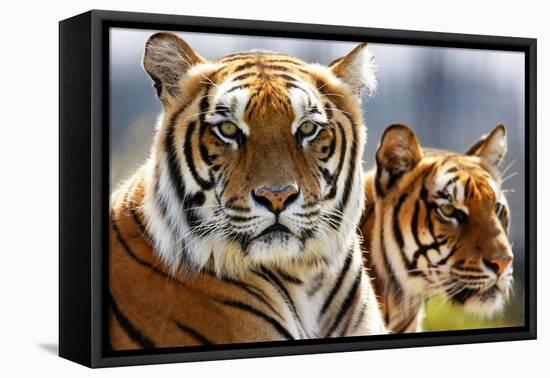 Bengal Tigers in a Zoo Enclosure-null-Framed Stretched Canvas