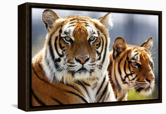 Bengal Tigers in a Zoo Enclosure-null-Framed Stretched Canvas