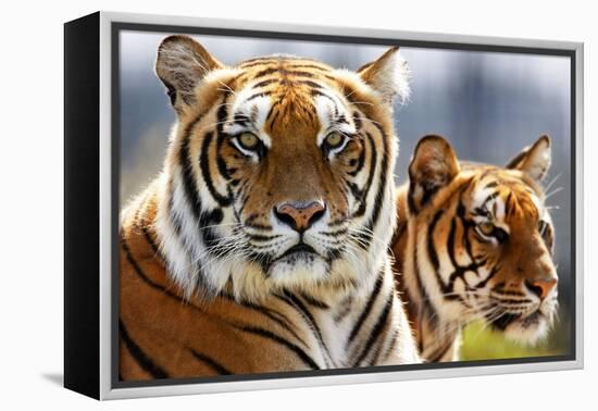 Bengal Tigers in a Zoo Enclosure-null-Framed Stretched Canvas