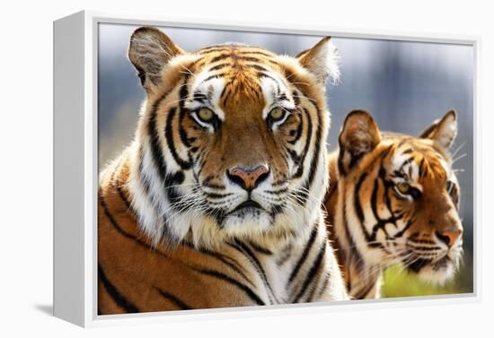 Bengal Tigers in a Zoo Enclosure-null-Framed Stretched Canvas