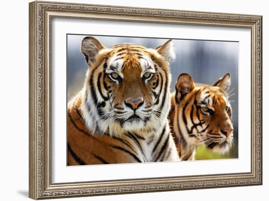 Bengal Tigers in a Zoo Enclosure-null-Framed Photo