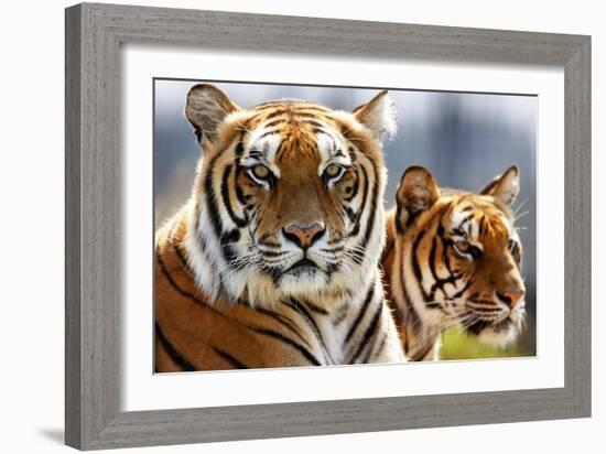 Bengal Tigers in a Zoo Enclosure-null-Framed Photo